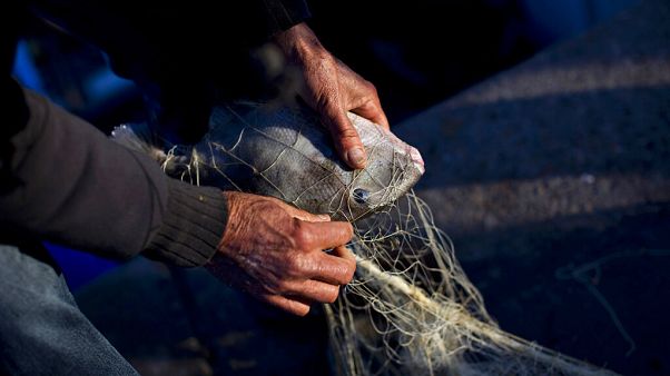 Europe Fisheries Europe Fisheries