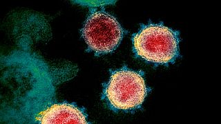 هانتا؛ ویروس کرونای جدید و مرگبار؟ سازمان جهانی بهداشت پاسخ داد
