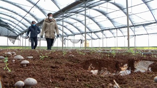 Coronavirus, il disastro agricolo. In Puglia mezzo miliardo di euro di perdite Coronavirus, il disastro agricolo. In Puglia mezzo miliardo di euro di perdite