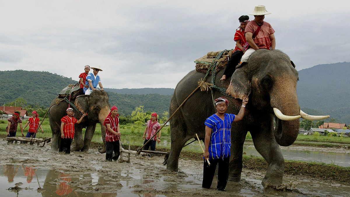 تراجع قطاع السياحة في تايلاند بسبب فيروس كورونا والفيلة أول المتضررين