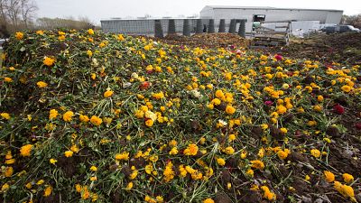 Вирус нанес удар по цветочным хозяйствам в Европе