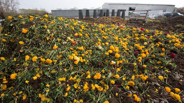 Printemps morose pour les fleuristes et les horticulteurs Printemps morose pour les fleuristes et les horticulteurs