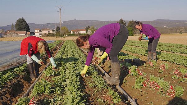 As estratégias dos agricultores franceses para salvarem a produção As estratégias dos agricultores franceses para salvarem a produção