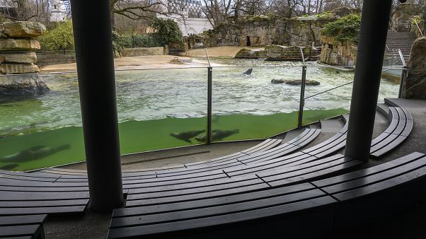 La vida en el zoológico es una pesadilla desde la aparición del coronavirus La vida en el zoológico es una pesadilla desde la aparición del coronavirus