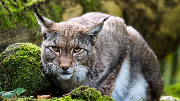 Una lince all'Opel Zoo di Kronberg, in Germania Una lince all'Opel Zoo di Kronberg, in Germania