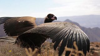 The Royal Society for the Conservation of Nature releases a rehabilitated Eurasian vulture into the wild