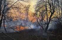 Ukrayna'da Çernobil bölgesinde orman yangınları