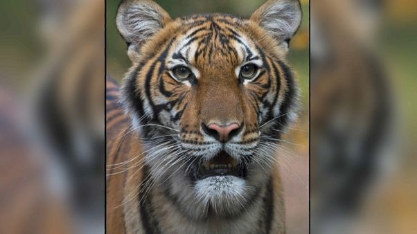 Dans le zoo du Bronx, une tigresse testée positive au Covid-19 Dans le zoo du Bronx, une tigresse testée positive au Covid-19
