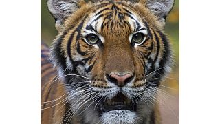 Nadia, el tigre malayo del zoológico del Bronx en Nueva York, dio positivo por COVID-19. Se cree que la contagió un cuidador