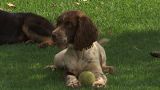 Could sniffer dogs be trained to discover if someone has coronavirus?
