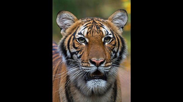 This undated photo provided by the Wildlife Conservation Society shows Nadia, a Malayan tiger at the Bronx Zoo in New York. This undated photo provided by the Wildlife Conservation Society shows Nadia, a Malayan tiger at the Bronx Zoo in New York.