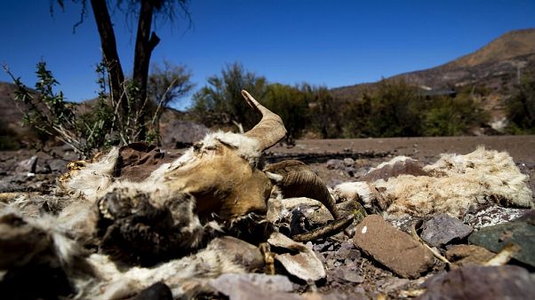 In Chile herrscht seit Monaten Dürre. Dieses Foto stammt von September. In Chile herrscht seit Monaten Dürre. Dieses Foto stammt von September.