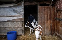 Archive: Italian milk farmer Massima Santoro, wearing a face mask, feeds calves in her farm on March 26, 2020 (Photo by MARCO BERTORELLO / AFP)