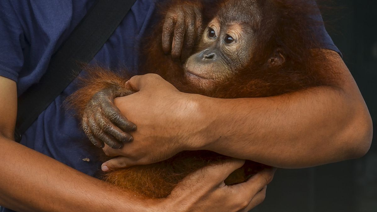 A conservationist holds an orangutan baby after being rescued from smuggling attempt.
