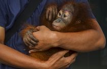 A conservationist holds an orangutan baby after being rescued from smuggling attempt.