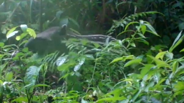 Rio de Janeiro comemora nascimento da primeira cria de anta Rio de Janeiro comemora nascimento da primeira cria de anta