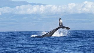 شاهد: الإغلاق التام في فرنسا فرصة نادرة لظهور الحيتان الضخمة قبالة ساحل مرسيليا