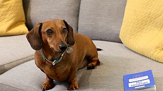 كلب صغير يجلس على أريكة - بريطانيا 13/08/2019