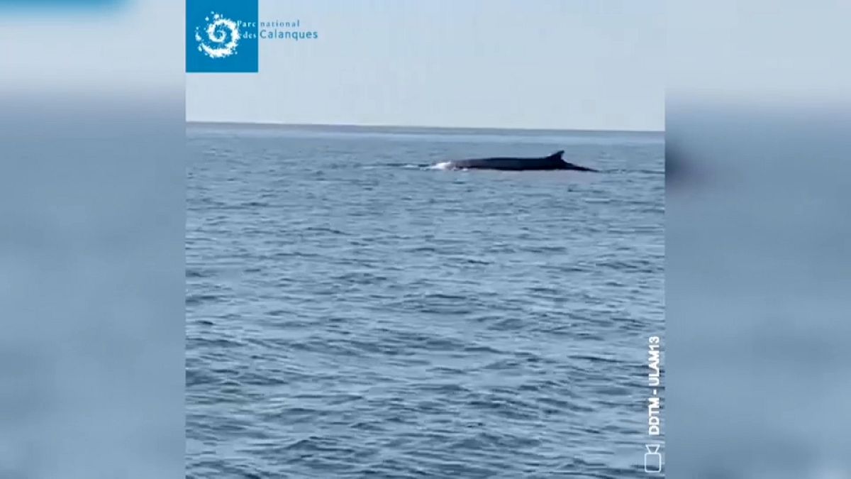 [Video] Wale genießen die Ruhe vor der Küste von Marseille