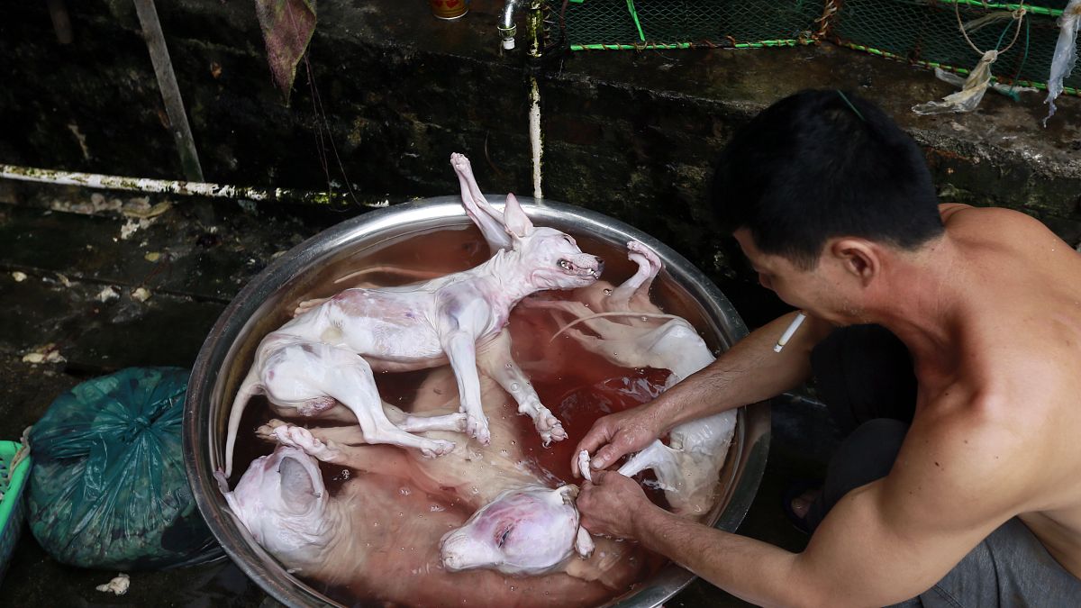 إستثناء الكلاب والقطط من قائمة الحيوانات القابلة للأكل في الصين 