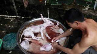 إستثناء الكلاب والقطط من قائمة الحيوانات القابلة للأكل في الصين