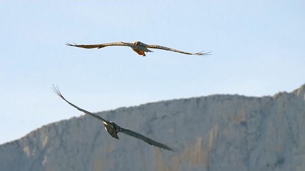 Nace el primer quebrantahuesos en setenta años en los Picos de Europa Nace el primer quebrantahuesos en setenta años en los Picos de Europa