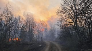 A forest fire burning near the village of Volodymyrivka, in the exclusion zone around the Chernobyl nuclear power plant, Ukraine, Sunday April 5, 2020.