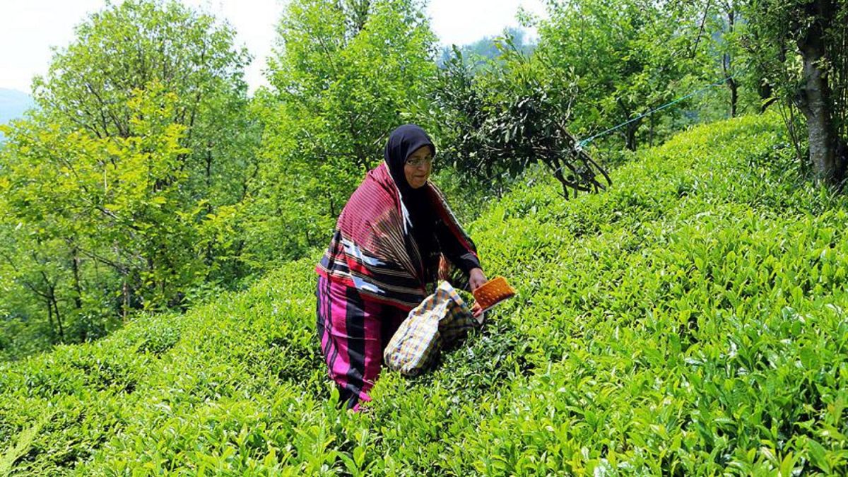 Karadeniz'de çay hasadı Covid-19 gölgesinde başladı: Çay yapraklarını yerli işçiler topluyor