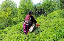 Karadeniz'de çay hasadı Covid-19 gölgesinde başladı: Çay yapraklarını yerli işçiler topluyor