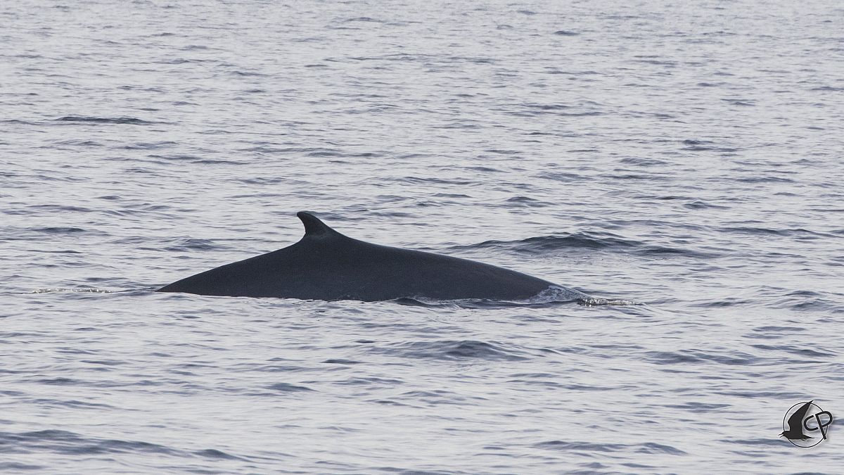 Oluklu balina, Arşiv fotoğrafı