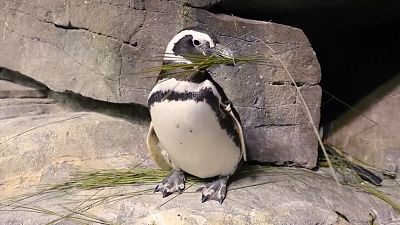ویدئو؛ لانه‌سازی پنگوئن‌ها در آکواریوم شیکاگو