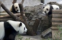 Berlin Hayvanat Bahçesi pandalar