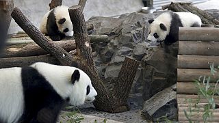Berlin Hayvanat Bahçesi pandalar