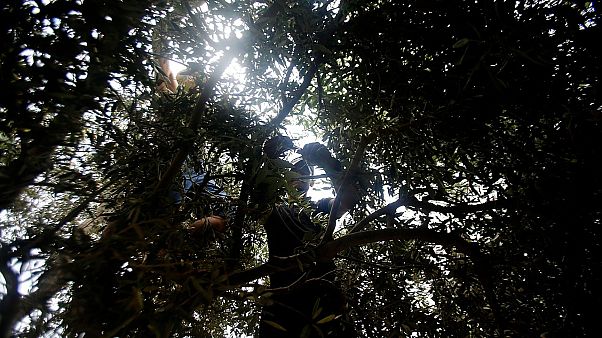 Κώδων κινδύνου από τους ειδικούς για τη «λέπρα της ελιάς» Κώδων κινδύνου από τους ειδικούς για τη «λέπρα της ελιάς»