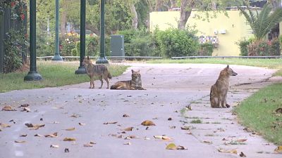 Day of the Jackal: Lockdown quiet brings out wild animals in Tel Aviv