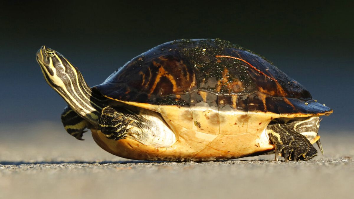 İtalya'da kaplumbağasını dışarı çıkaran kadına para cezası kesildi