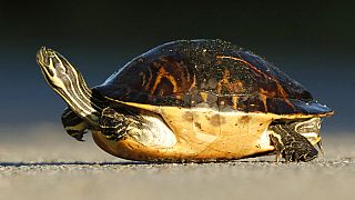 İtalya'da kaplumbağasını dışarı çıkaran kadına para cezası kesildi