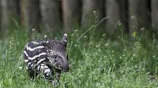 Meet the first tapir calf born in the wild in Rio de Janeiro State in a century