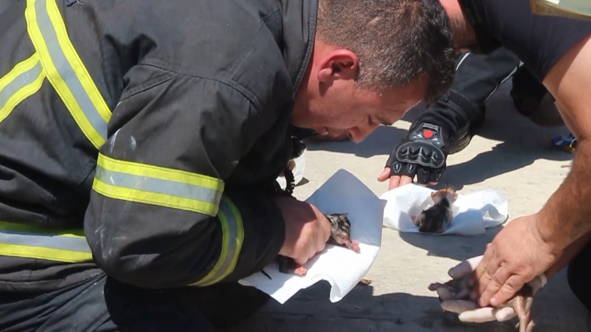 Muğla'da itfaiye erleri yangından etkilenen yavru kedileri suni teneffüsle kurtardı