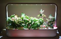 Click & Grow indoor smart garden, at full bloom