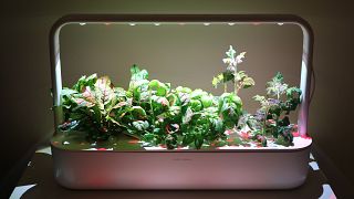 Click & Grow indoor smart garden, at full bloom
