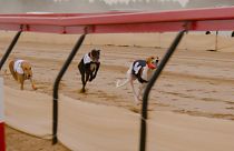 A breed for speed, Salukis in the Gulf race to be top dog