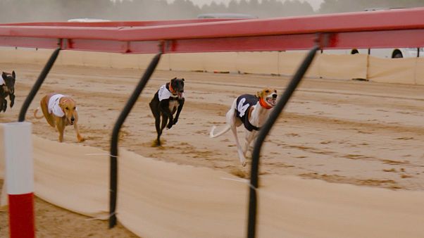 A breed for speed, Salukis in the Gulf race to be top dog A breed for speed, Salukis in the Gulf race to be top dog