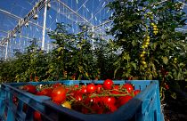 UK food firm charters plane to fly in Romanians to help with harvest