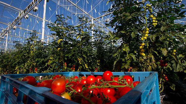 UK food firm charters plane to fly in Romanians to help with harvest UK food firm charters plane to fly in Romanians to help with harvest