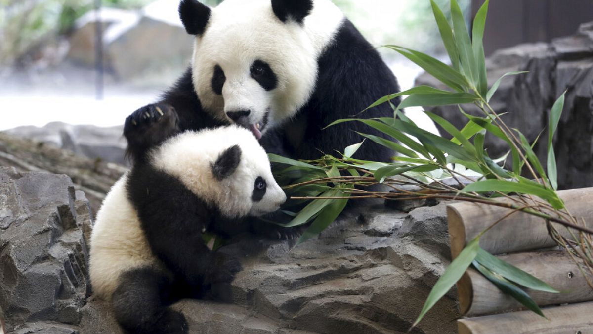 Çin'de panda erken doğum yaptı: İkiz yavrulara 'kuru makarna' ve 'yumurta keki' adı verildi