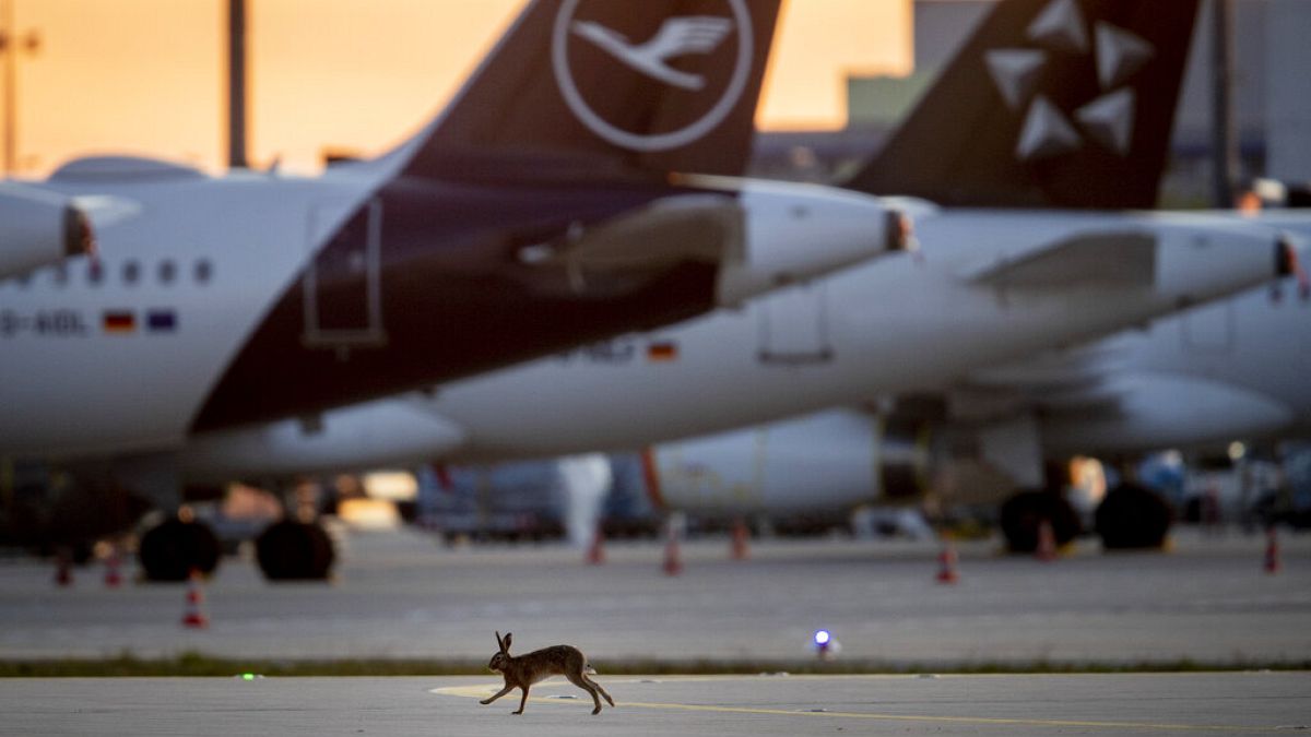 Egy nyúl szalad a Lufthansa német légitársaság leállított repülőglépei között a frankfurti repülőtéren 2020. április 11-én.