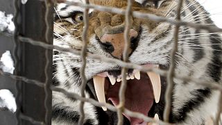 A Siberian tiger yawns in it's enclosure at the zoo in Bucharest, Romania, Friday, Feb. 3, 2012.