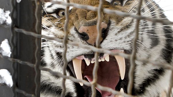 A Siberian tiger yawns in it's enclosure at the zoo in Bucharest, Romania, Friday, Feb. 3, 2012. A Siberian tiger yawns in it's enclosure at the zoo in Bucharest, Romania, Friday, Feb. 3, 2012.