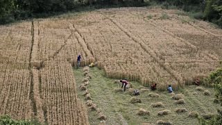 Indian farmers work in their farm during lockdown in New Delhi, India, Wednesday, April 15, 2020. 